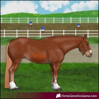Horse Color:Unknown 