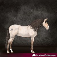 Horse Color:Amber Champagne Roan Splash 