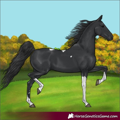 Horse Color:Black Tobiano 