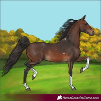 Horse Color:Brown Tobiano Rabicano 