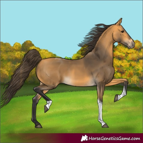 Horse Color:Buckskin Tobiano Rabicano 