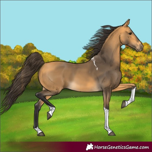 Horse Color:Buckskin Tobiano 