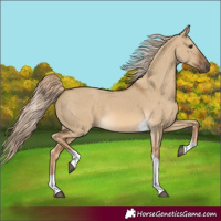 Horse Color:Chocolate Palomino Dun Tobiano 