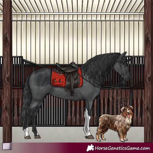 Horse Color:Black Tobiano Rabicano