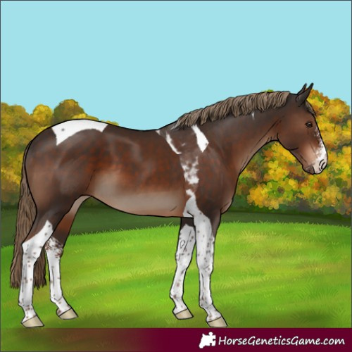 Horse Color:Liver Chestnut Sabino Tobiano 