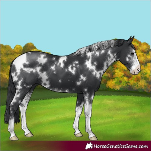 Horse Color:White Spotted Black Sabino 
