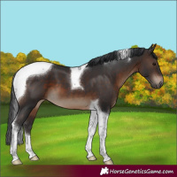 Horse Color:Brown Tobiano 