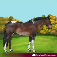 Horse Color:Brown Tobiano Rabicano 