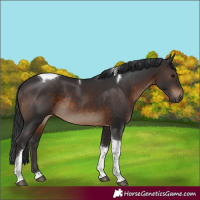 Horse Color:Brown Tobiano Rabicano