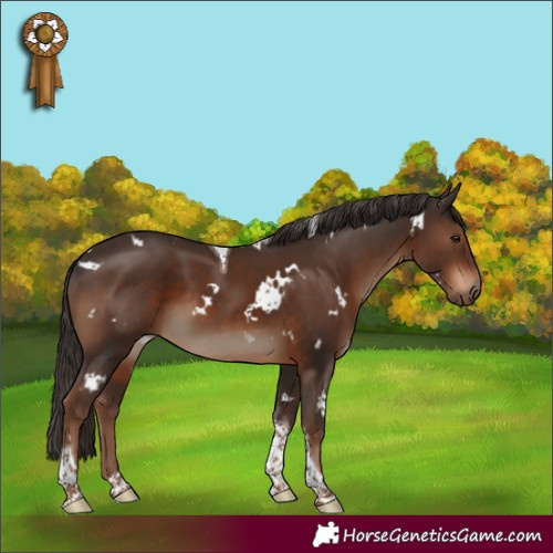 Horse Color:White Spotted Liver Chestnut Tobiano 