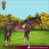 Horse Color:White Spotted Liver Chestnut Tobiano