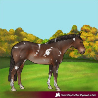 Horse Color:White Spotted Liver Chestnut Tobiano 