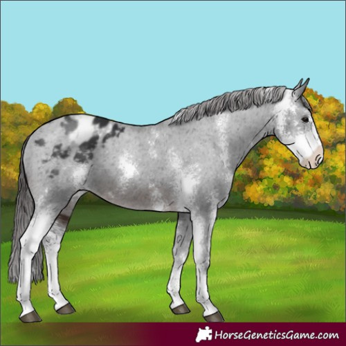 Horse Color:Brown Sabino Appaloosa 