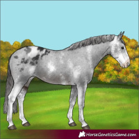 Horse Color:Brown Sabino Appaloosa