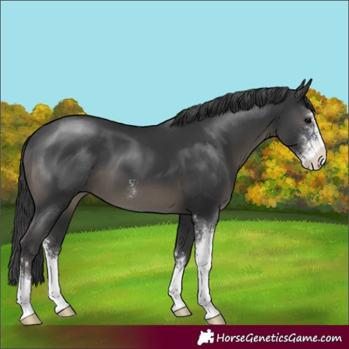 Horse Color:Black Sabino 