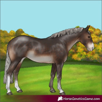 Horse Color:Silver Brown Sabino 