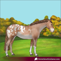 Horse Color:Brown Pearl Tobiano Appaloosa Rabicano 