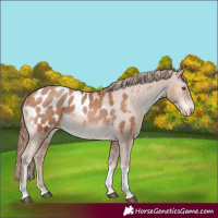 Horse Color:Brown Pearl Tobiano Appaloosa Rabicano 