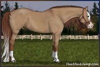 Horse Color:Red Dun Splash 