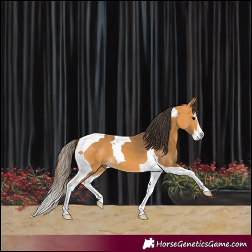 Horse Color:Buckskin Splash Tobiano 