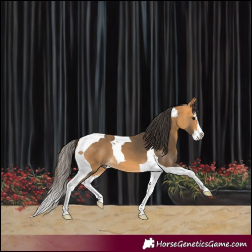 Horse Color:Buckskin Splash Tobiano 