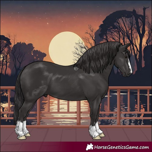 Horse Color:Smoky Black 