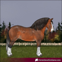 Horse Color:Bay Splash 