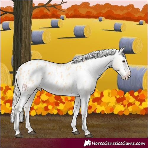 Horse Color:Palomino Dun Blanket 