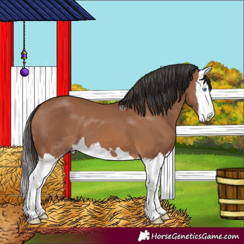 Horse Color:Bay Splash 