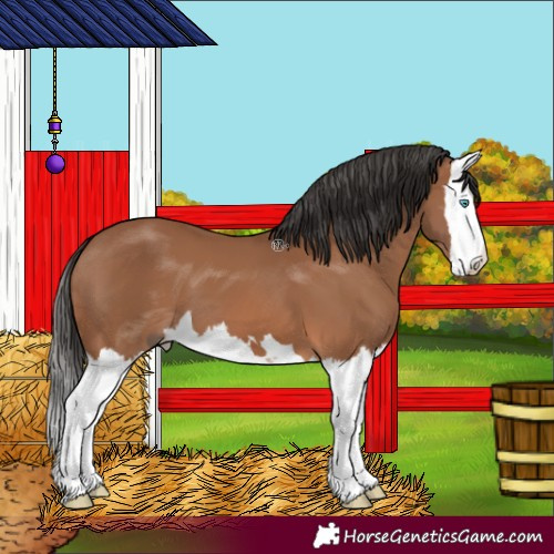 Horse Color:Bay Splash 