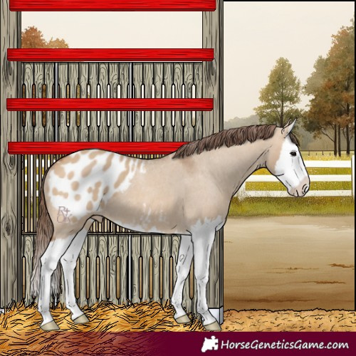 Horse Color:Bay Dun Splash Appaloosa 