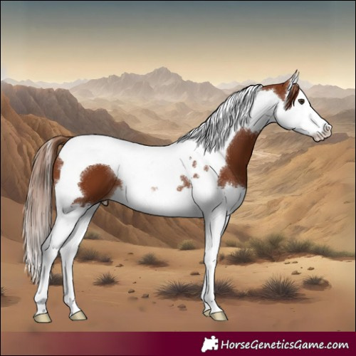 Horse Color:Chestnut Splash Tobiano 