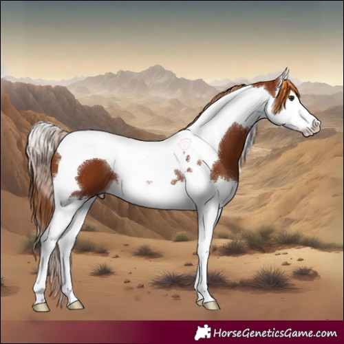Horse Color:Chestnut Splash Tobiano 
