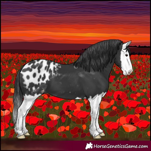 Horse Color:Black Splash Appaloosa 