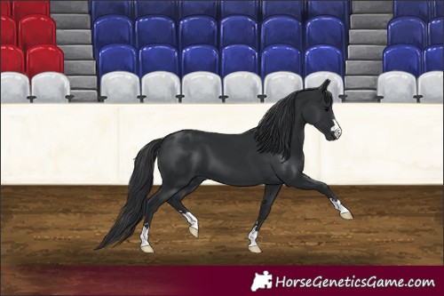 Horse Color:Black 