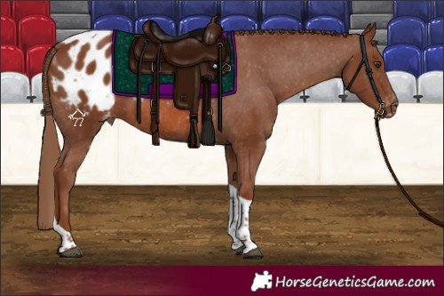 Horse Color:Chestnut Tobiano Blanket 