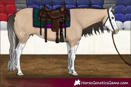 Horse Color:Bay Dun Splash 