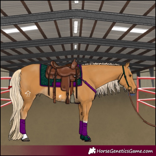 Horse Color:Palomino Sabino Tobiano 