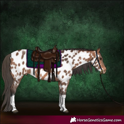 Horse Color:Bay Tobiano Appaloosa 