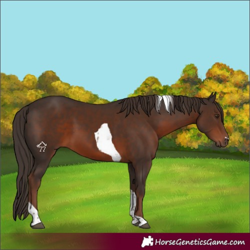 Horse Color:Liver Chestnut Tobiano 