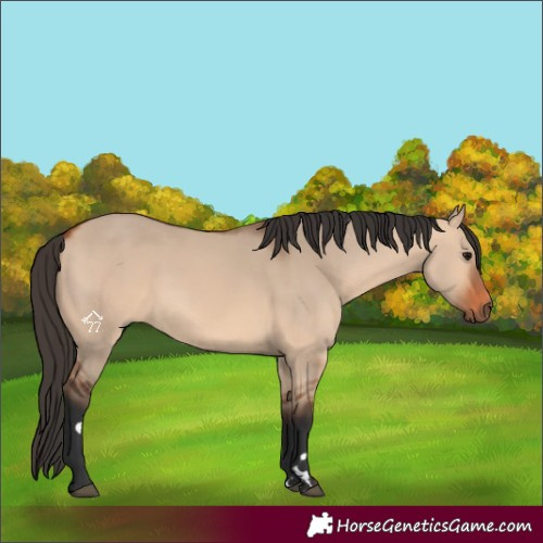 Horse Color:Bay Dun