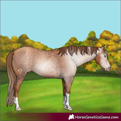 Horse Color:Gray Gold Champagne Tobiano Varnish 