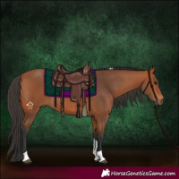 Horse Color:Bay Tobiano 
