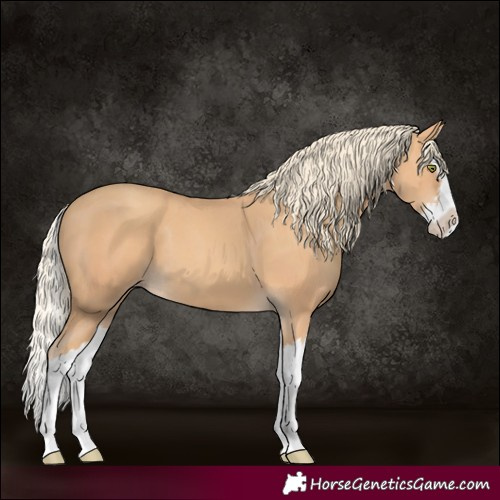 Horse Color:Gold Champagne Splash 