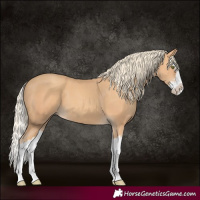 Horse Color:Gold Champagne Splash 