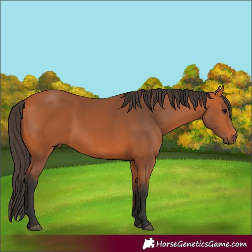 Horse Color:Bay 