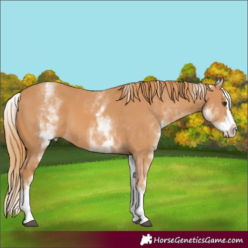 Horse Color:White Spotted Chestnut Splash 