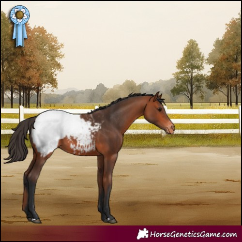 Horse Color:Bay Appaloosa 