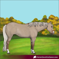 Horse Color:Silver Grullo Rabicano 