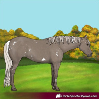 Horse Color:White Spotted Silver Grullo Rabicano 